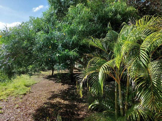 San Sebastiaan - A little piece of tropical paradise in Banda Abou