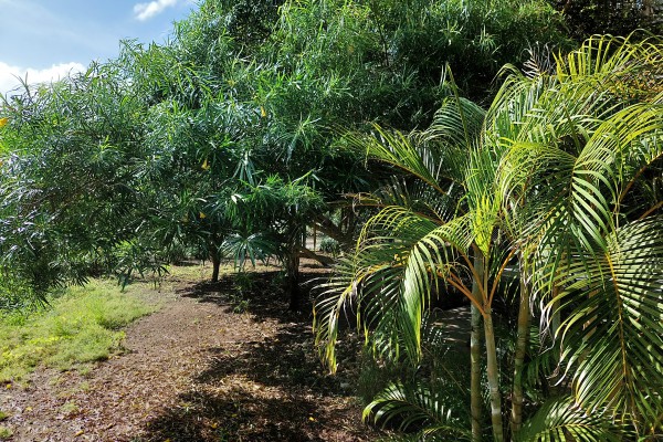 San Sebastiaan - A little piece of tropical paradise in Banda Abou